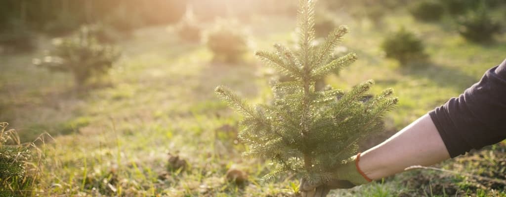 main plante arbre